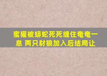 蜜獾被蟒蛇死死缠住奄奄一息 两只豺狼加入后结局让